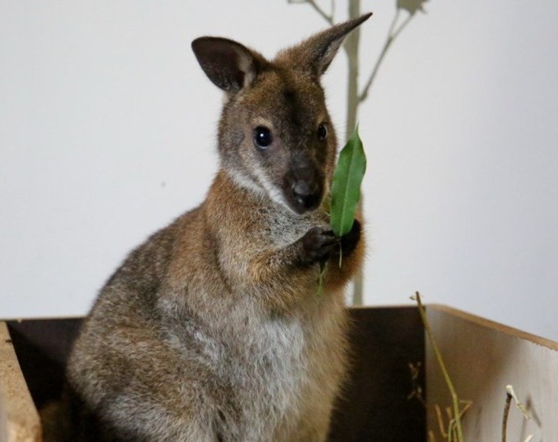 Un tânăr din Cluj crește un cangur ca animal de companie. Din Australia, Rin s-a adaptat în inima Transilvaniei