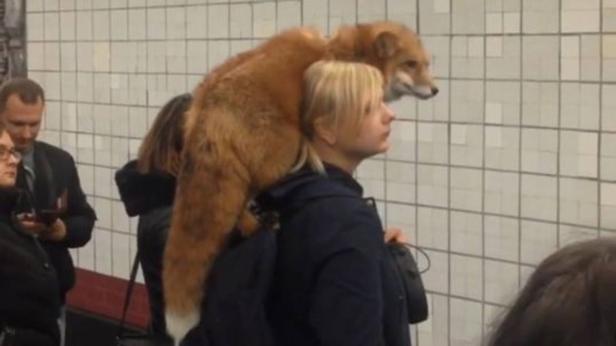 Imagini bizare surprinse la metrou. O femeie poartă pe umeri o vulpe