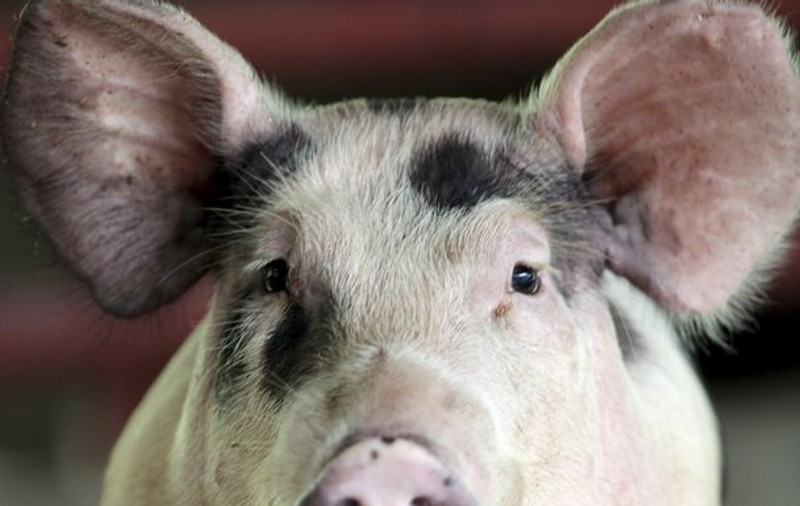 Singurul porc din Afganistan, în carantină din cauza gripei porcine