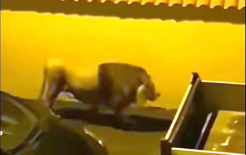 Un leu a fugit de la circ şi s-a plimbat pe străzile din Ladispoli, un orăşel lângă Roma