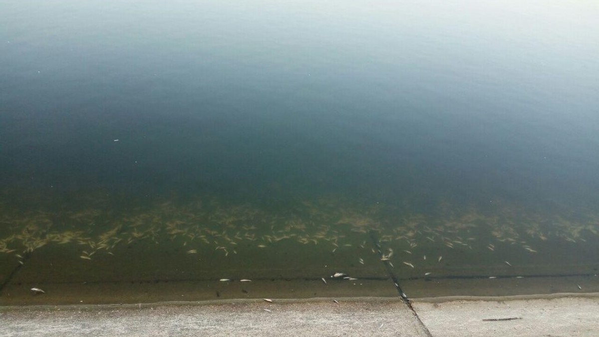 pești morți pe Lacul Morii din București