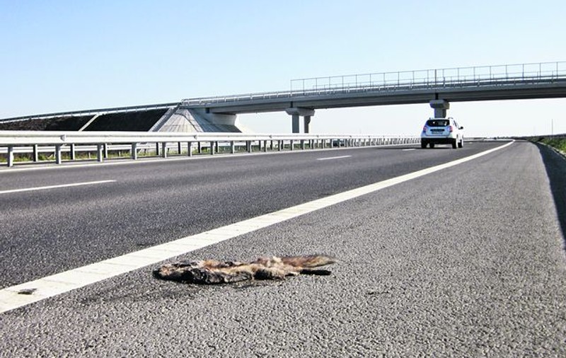 Măcel pe autostradă!