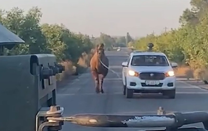 Soldații ucraineni au salvat o cămilă din armata rusă: trupele de la Kremlin folosesc și măgari și cai pe front