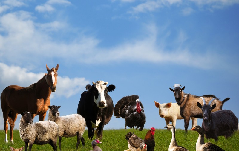 Cât trăiesc animalele domestice