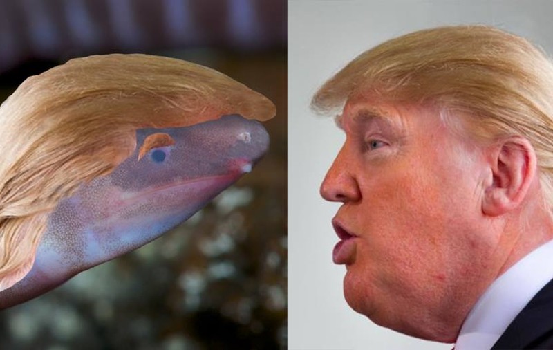 Un animal orb și fără membre a primit numele lui Donald Trump. Cât a costat "botezul" amfibianului