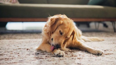 un caine isi linge labuta