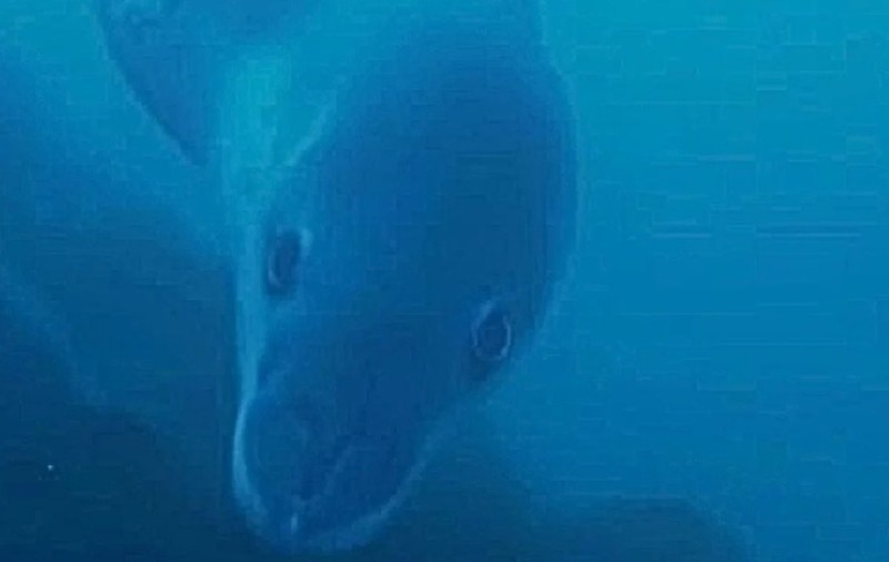 Un leopard de mare de patru metri, filmat de exploratorii polari din Antarctica: „Atunci când un gigant se uită la tine de la o lungime de braț, ai furnicături pe spate” | VIDEO