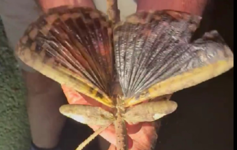 O insectă-băț, grea cât o minge de golf, a fost descoperită în Australia: „Foarte puțini oameni ajung să o vadă” I VIDEO