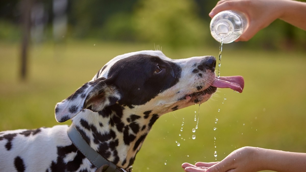 Cum ai grijă de animalul tău de companie pe caniculă