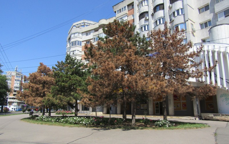 Cineva a otrăvit 6 pini frumoși, în Brăila. „Nu e de la ploile acide”, anunță specialiștii