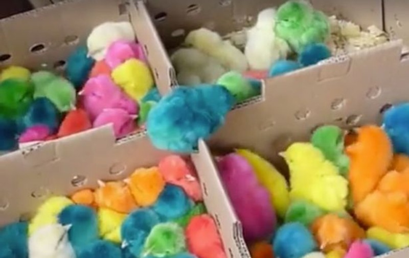 Ai mânca așa ceva? Pui de găină în culori pastelate |VIDEO