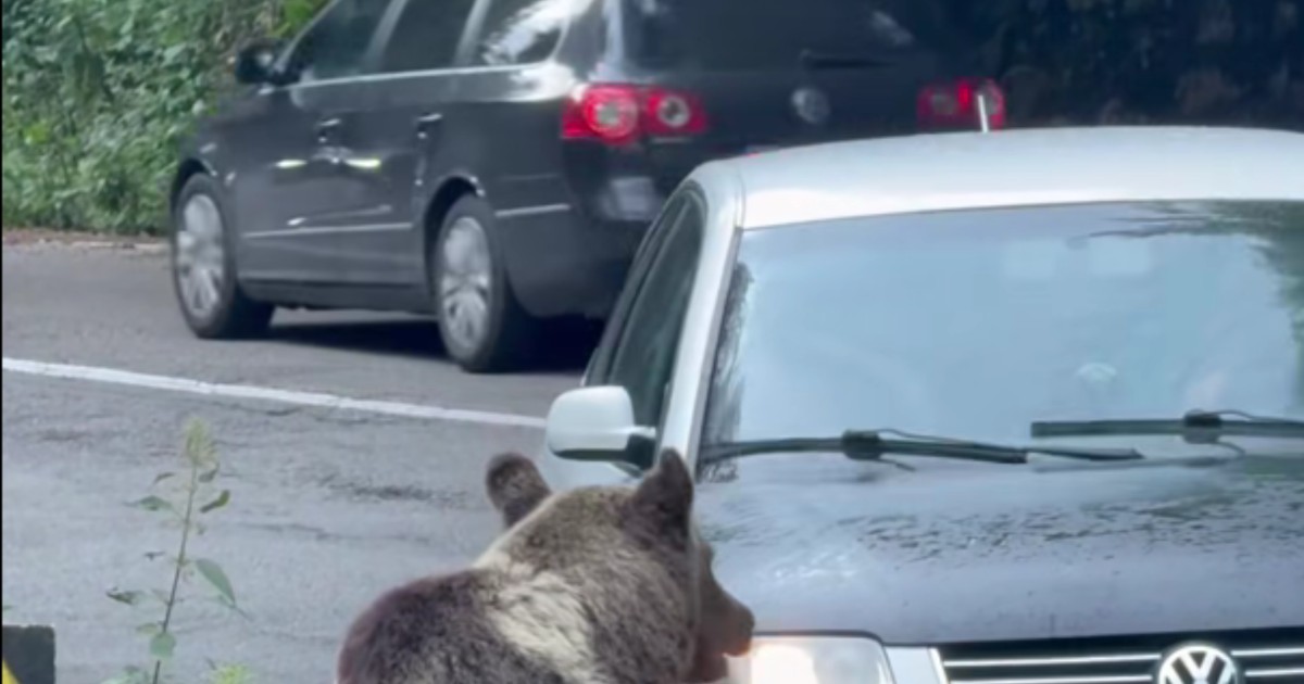 Șoferul s-a prefăcut că lovește ursul. Foto Captură video
