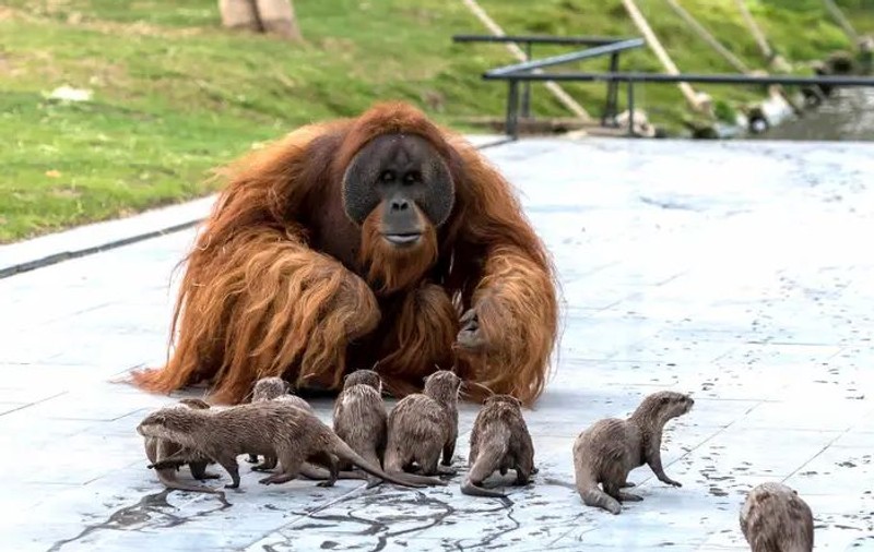 Urangutanii și vidrele s-au împrietenit, la o grădină zoologică din Belgia. Îngrijitorii au surprins animalele jucându-se împreună