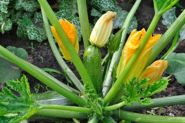 Planta de zucchini