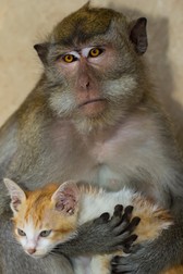 Pictured: The Macaque monkey cuddling and playing with a kitten. These astonishing photographs show a Macaque monkey cuddling and playing with a kitten as if it is her own baby. The long-tailed Macaque tenderly holds the adorable white and ginger kitten, which is only about seven weeks old, in her arms. With a loving expression in her eyes, the primate gazes down affectionately at the soft baby cat. Other stunning images show the big brown monkey stroking the tiny feline as she lies on a log. SEE OUR COPY FOR MORE DETAILS. Please byline: Adhi Prayoga/Solent News © Adhi Prayoga/Solent News &amp; Photo Agency UK +44 (0) 2380 458800 ***EXCLUSIVE***