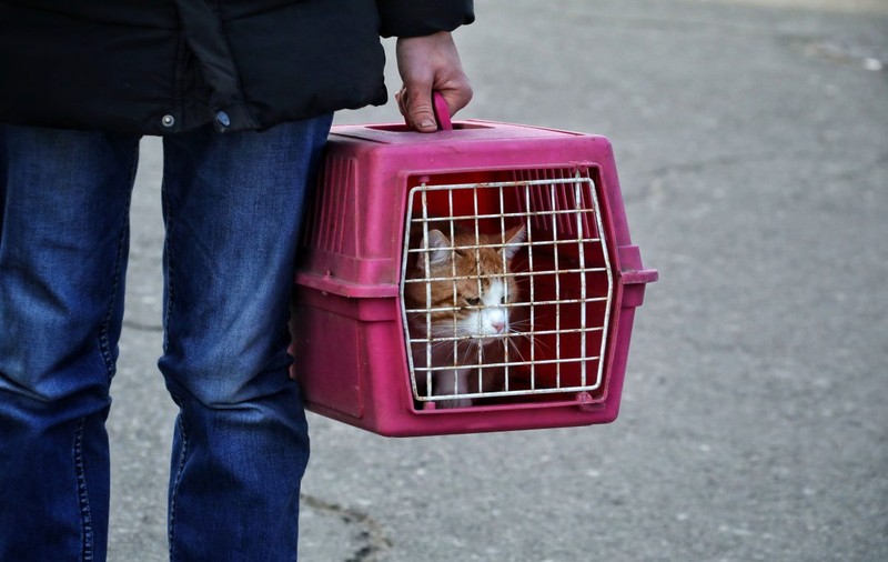 România permite derogări temporare pentru intrarea animalelor de companie din Ucraina