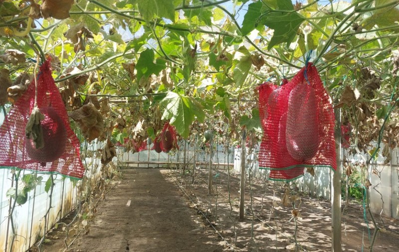 Pepenele de iarnă, cultivat în Buzău, care poate sta un an în cămară fără să se strice