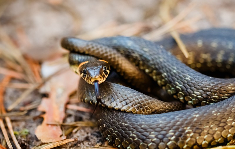 O specie neobișnuită de șerpi a apărut într-o mare capitală europeană și le-a dat cercetătorilor motive de îngrijorare