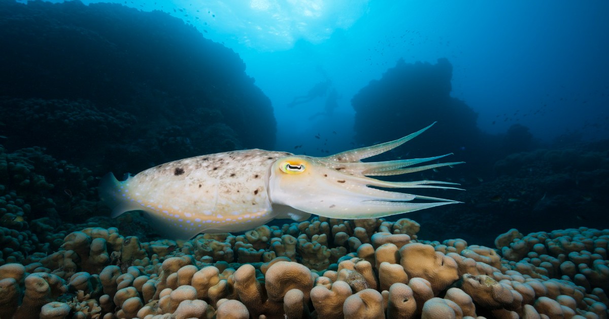 calamar în timp ce înoată în ocean