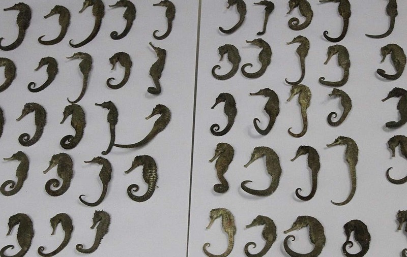 Zeci de căluți de mare, specie marină protejată, găsiți în valiza unui vietnamez de vameșii aeroportului din Viena