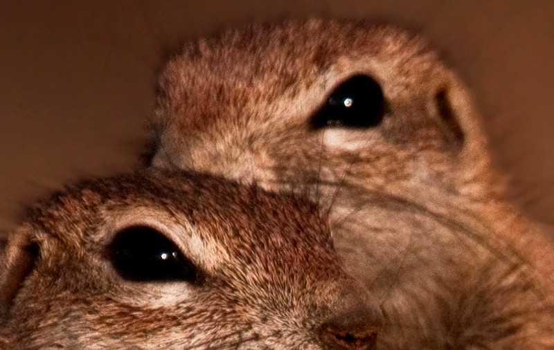Nu te freca la ochi, VEZI BINE: cele mai drăguţe suricate din lume CHIAR FAC ASTA! Clar, e imaginea zilei!