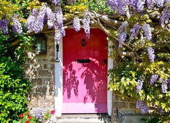 Wisteria floribunda