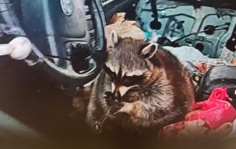Ratonul fumează metamfetamină pe scaunul șoferiței, la un control al poliției, în SUA: „Chewy și-a trădat proprietara”