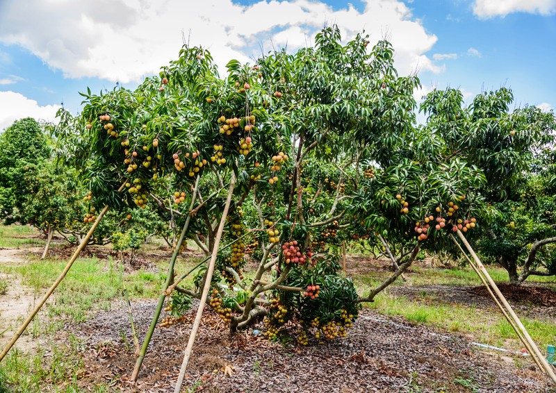 Arborele de litchi
