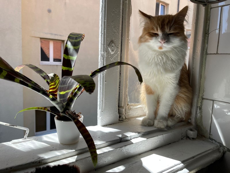 Pisica Cherry, în casa din Harkov în care locuia Sharry, înainte de război