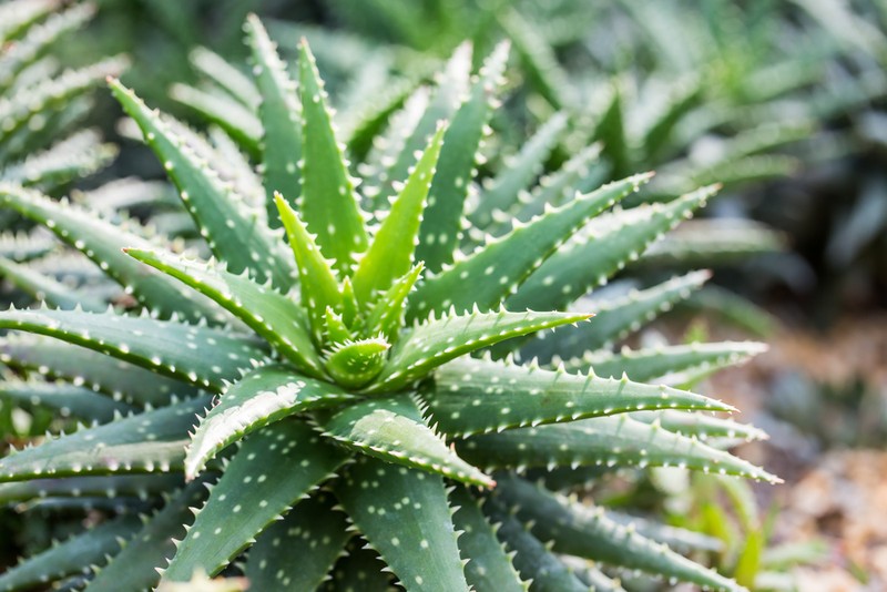 Plante medicinale - Aloe Vera
