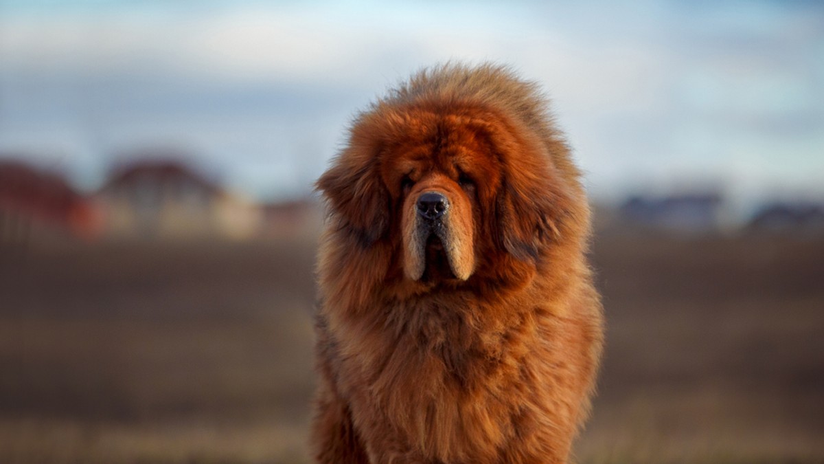 Mastiff Tibetan - ce caracteristici are și cum se dresează unul dintre cei mai puternici câini