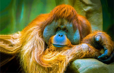 Urangutanul - specii de animale pe cale de dispariție