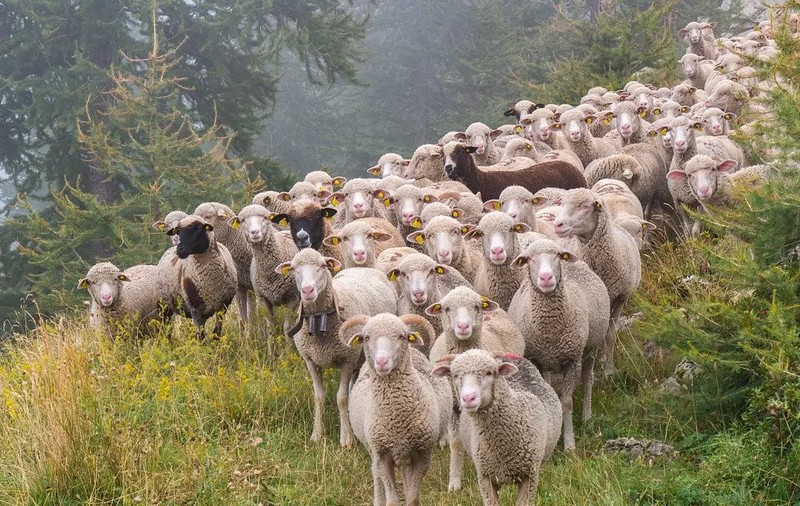 Pesta oilor se extinde. 60 de focare sunt active la nivel naţional, anunță Autoritatea Sanitară Veterinară