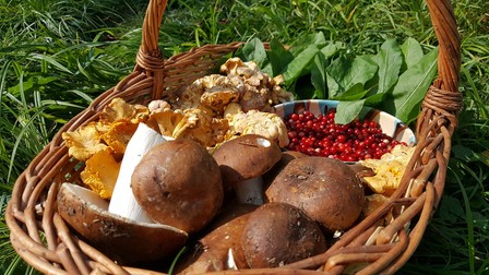 Mai multe specii de ciuperci