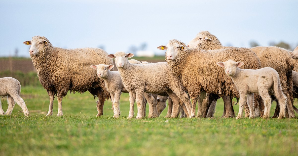 Un grup de oi și miei stă pe o pajiște verde, într-un peisaj rural deschis. Animalele sunt adunate aproape unele de altele, privind în direcții diferite, în timp ce pasc liniștite.