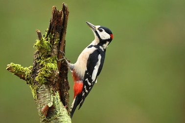 Ciocanitoarea pestrita (Dendrocopos major)