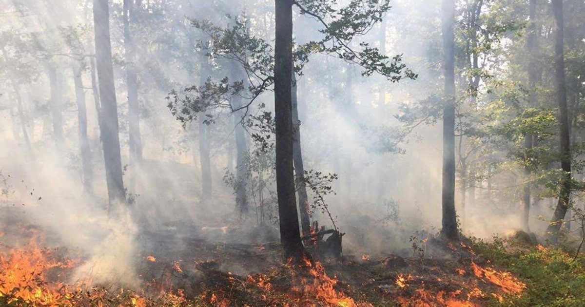 Incendiu de pădure, în localitatea Svinița din județul Mehedinți