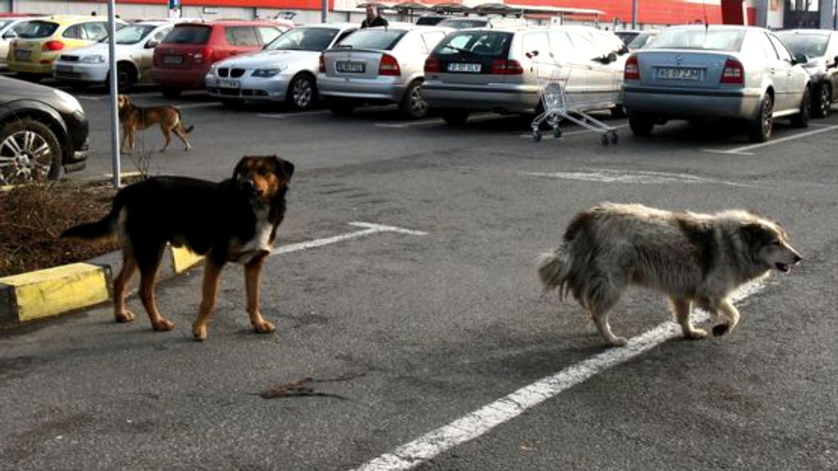 Un bărbat beat a înjunghiat un câine vagabond care se adăpostise de ploaie în scara blocului
