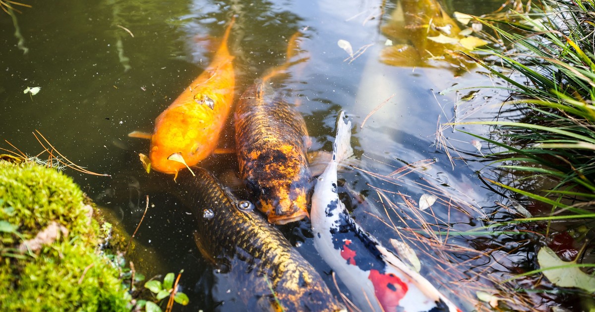 Pesti Koi, în Golden Gate Park din San Francisco