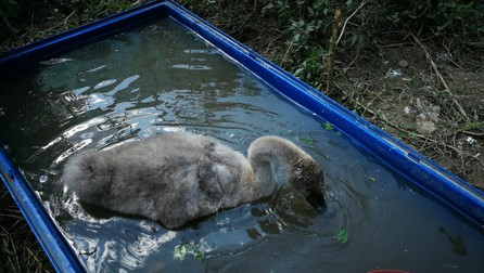Puiul de lebădă are micul lui lac improvizat într-o cutie de plastic