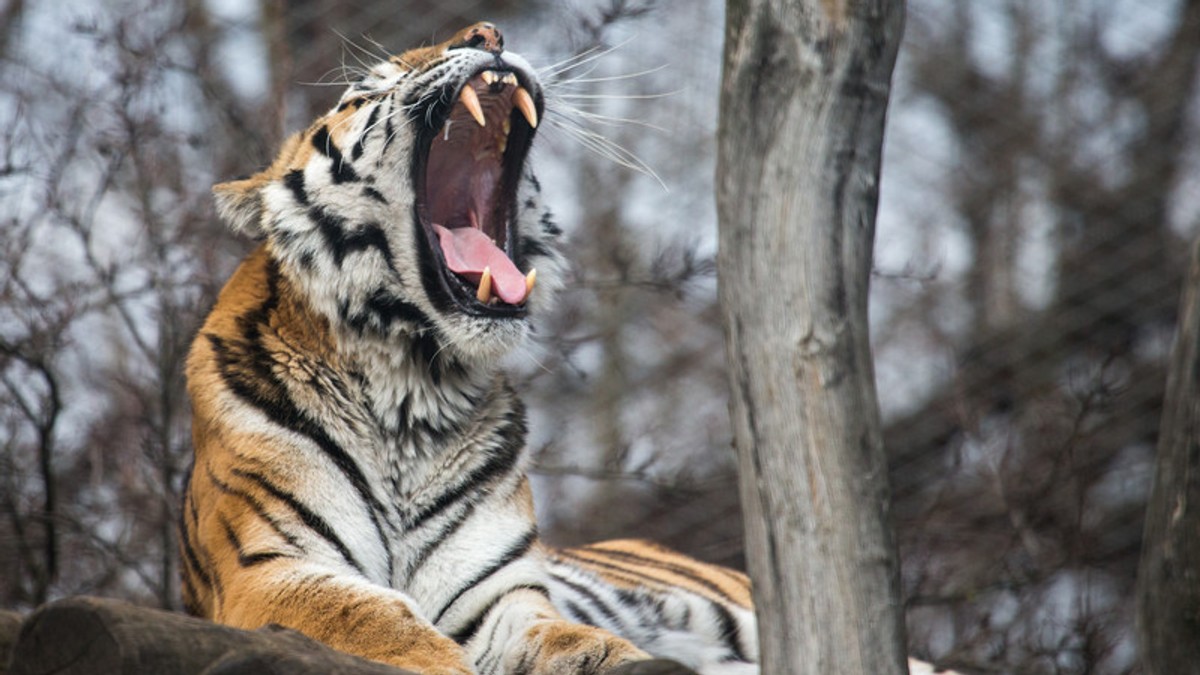 O îngrijitoare de la grădina zoologică din Zurich a fost ucisă de un tigru siberian