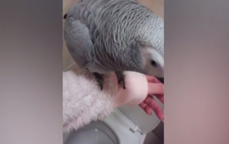 VIDEO / Dresat să facă treaba mare la toaletă