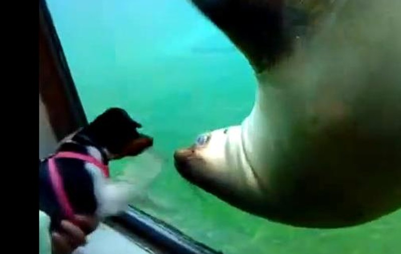 Cea mai spectaculoasă prietenie! Uite cum se joacă un câine cu un leu de mare | VIDEO INCREDIBIL