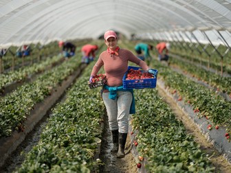 Flori la muncă, într-un câmp de căpșuni din Palos de la Frontera