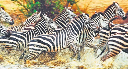 Arhiva foto