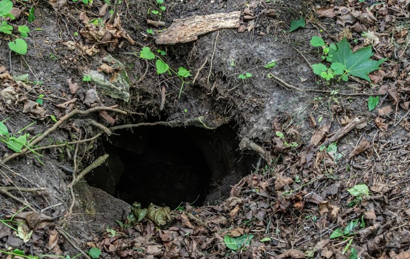 Animalul de care toată lumea se teme are prieteni și instinct de bonă. Descoperirea i-a uimit chiar și pe cercetători