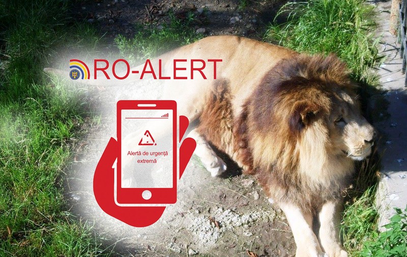 UPDATE | Leul de la Târgoviște nu a fost găsit. Autoritățile au oprit căutările după aproximativ 6 ore