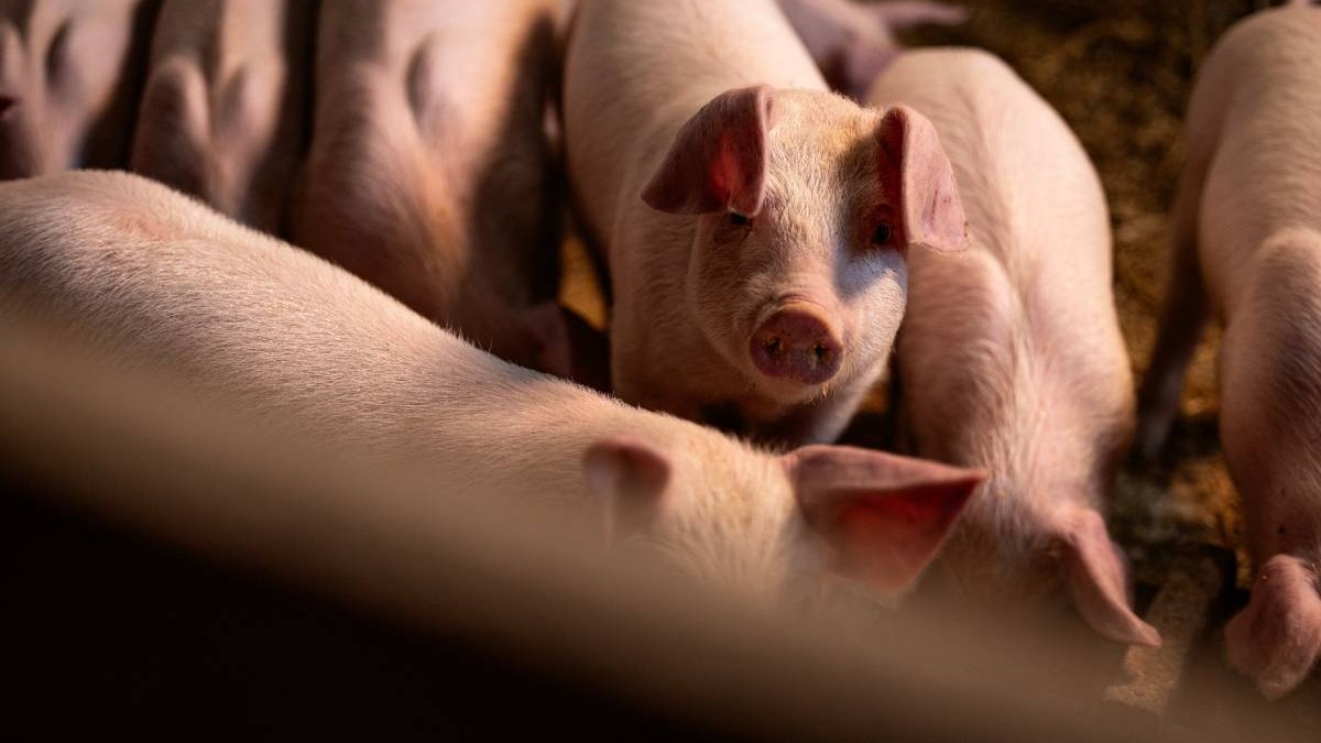 Porci