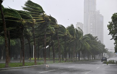 HAIKOU, Sept. 6, 2024 -- Coconut trees struggle against strong wind on a street in Haikou, south China's Hainan Province, Sept. 6, 2024. Yagi, the 11th typhoon of the year, has developed into a super typhoon of level 17, packing winds of up to 209 km per hour. The typhoon is forecast to make landfall on Friday afternoon somewhere between the city of Wenchang in Hainan Province and Xuwen County in Guangdong Province.,Image: 905209700, License: Rights-managed, Restrictions: , Model Release: no