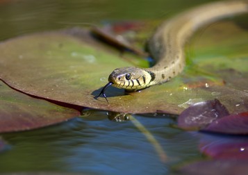 Sarpele de iarba - Natrix Natrix